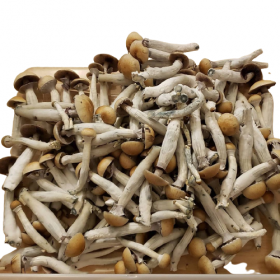 alacabenzi magic mushrooms for sale, magic mushroom for sale