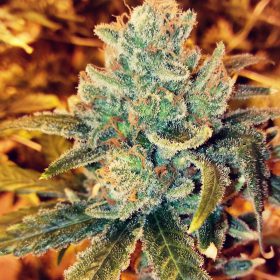 Mendo breath teens for sale